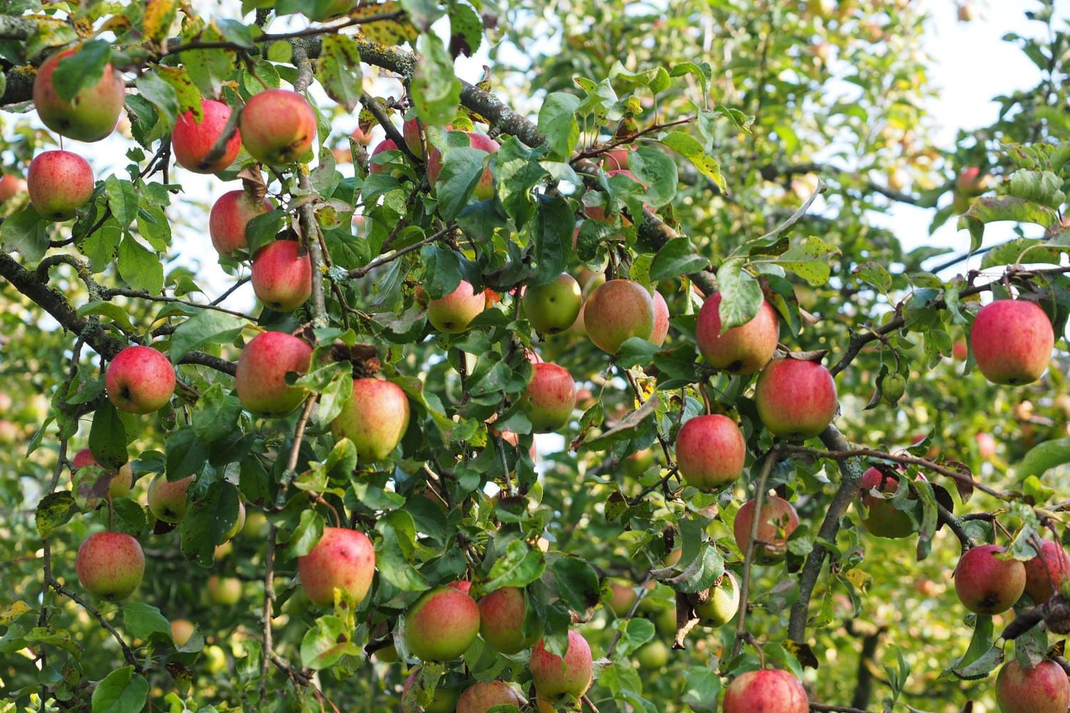 appelboom verplanten