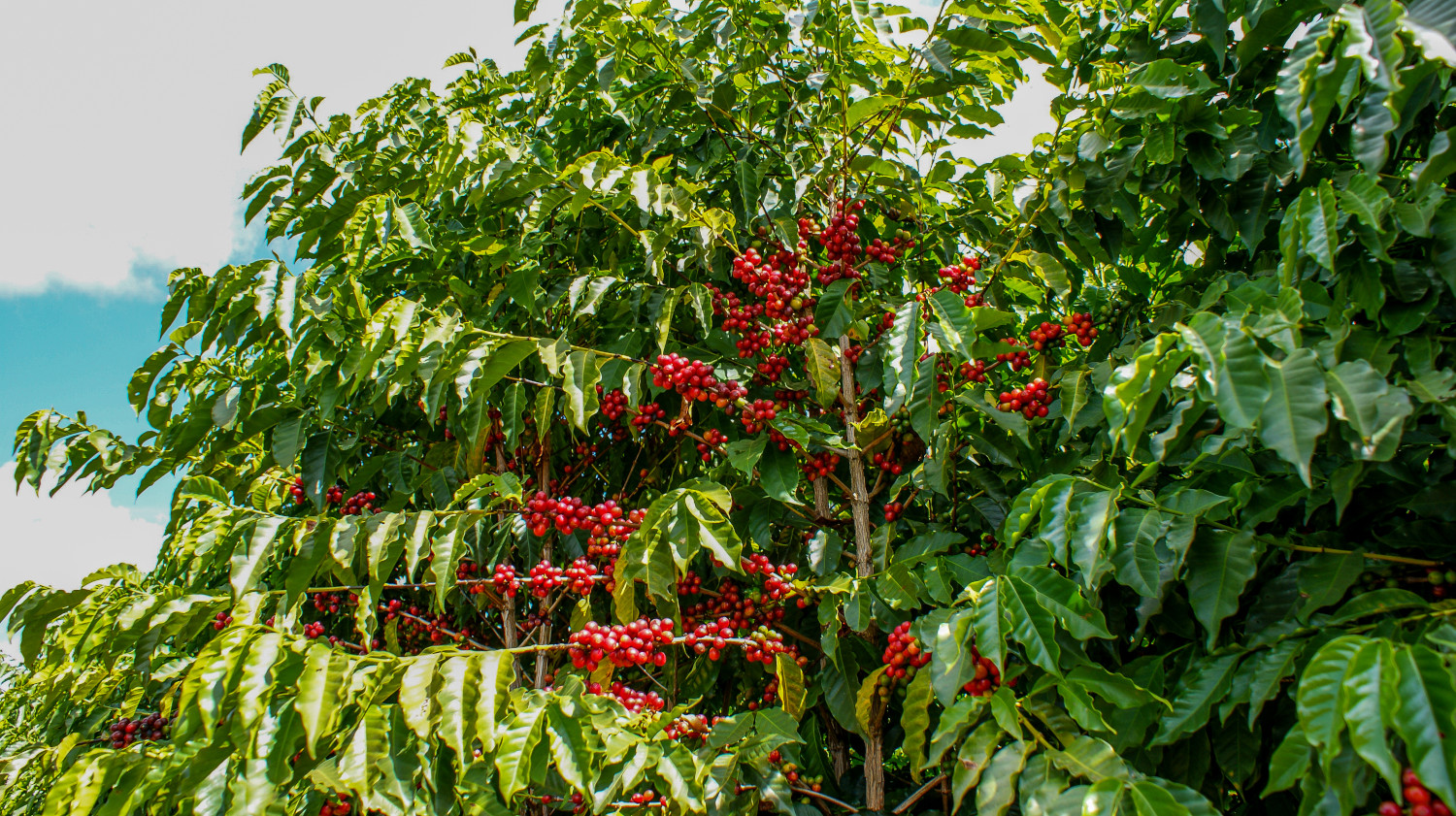 Koffieplant - MijnPlant.info