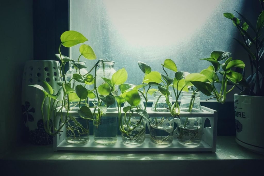 Zimmerpflanzen vermehren