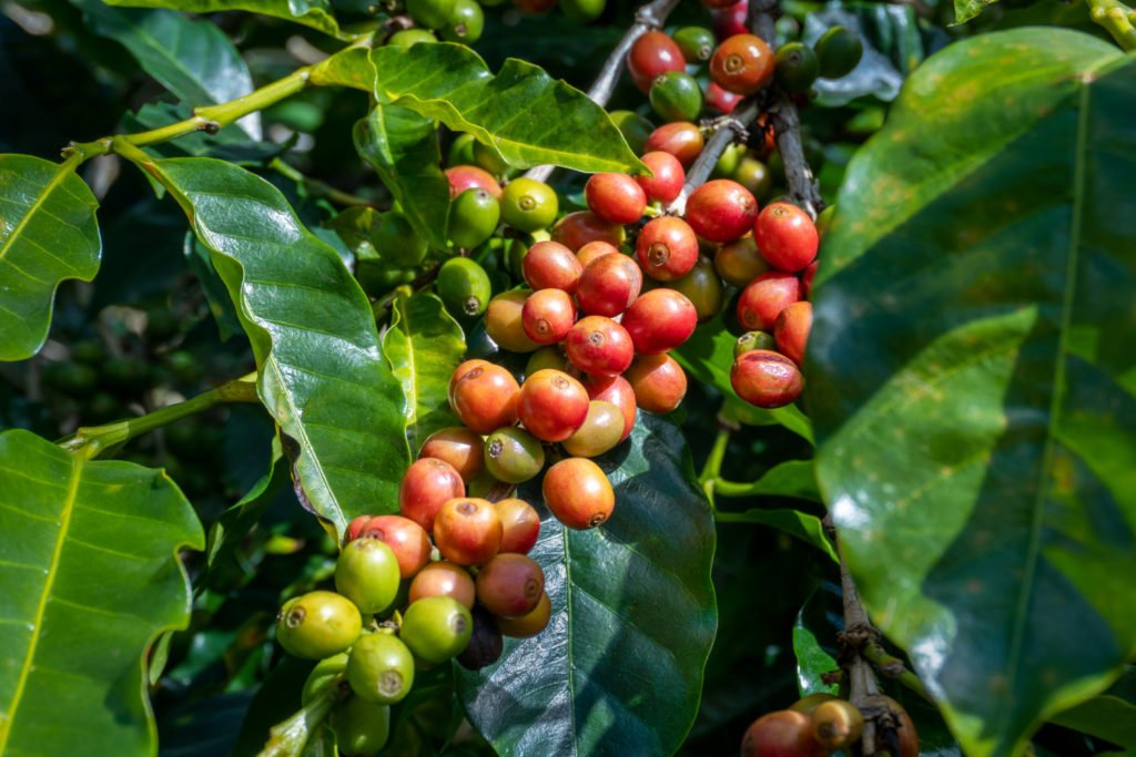 koffieplant oogsten