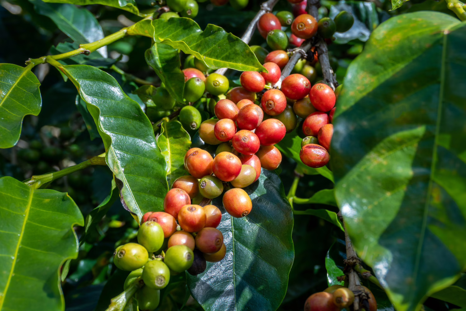 Koffieplant - MijnPlant.info