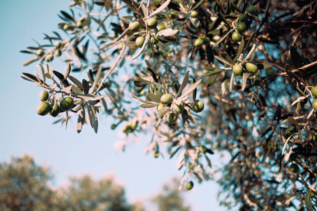 Olivenbaum umpflanzen