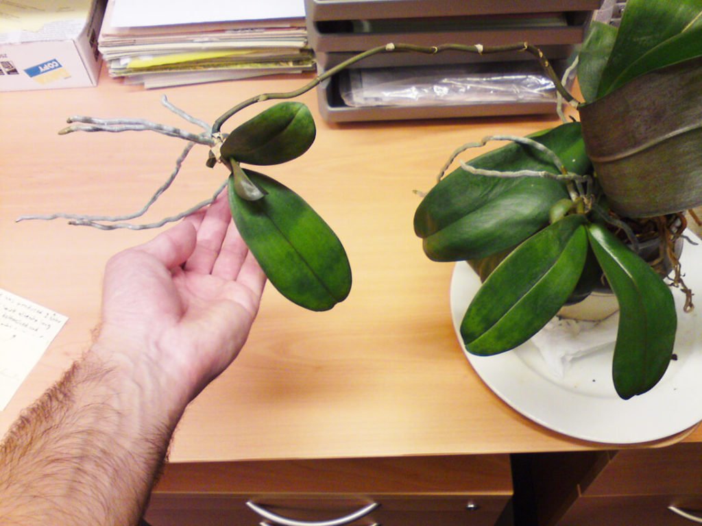 Orchidee vermehren mit Keiki