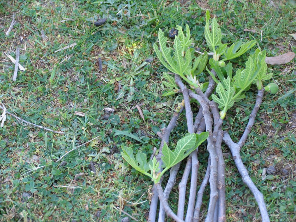 vijgenboom stekken afgeknipt