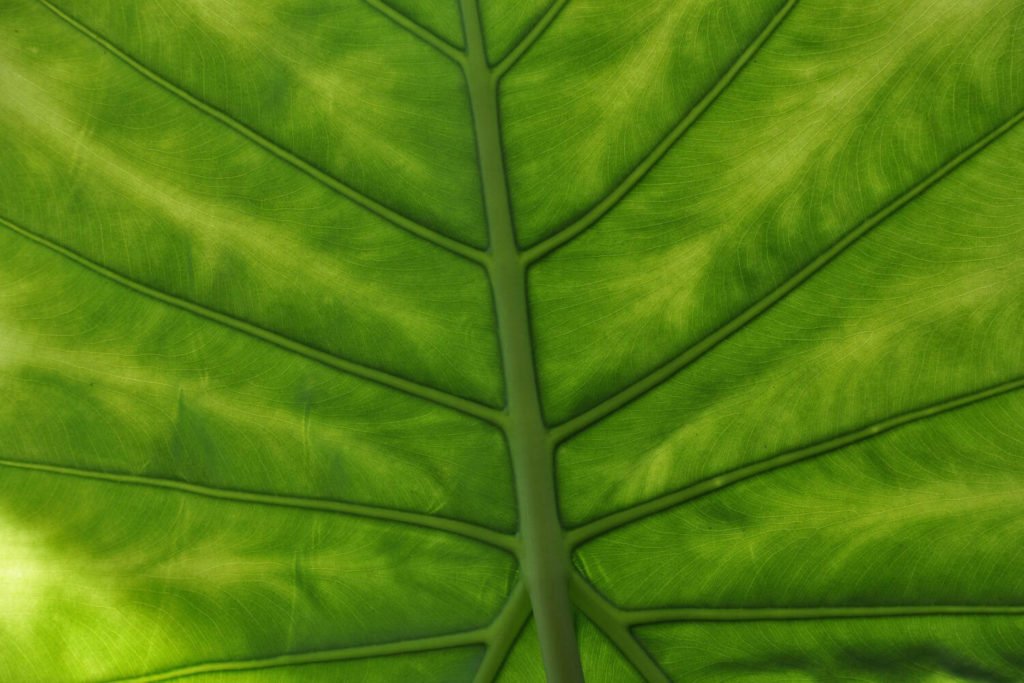 alocasia gelbe Blätter