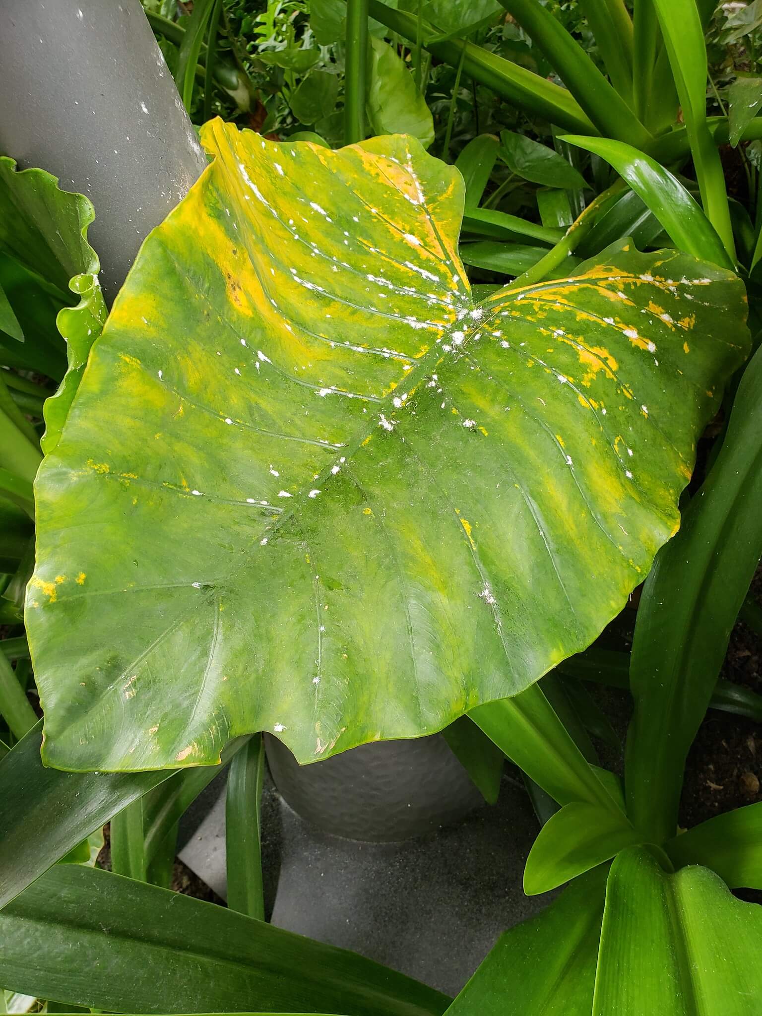 Alocasia geel blad MijnPlant