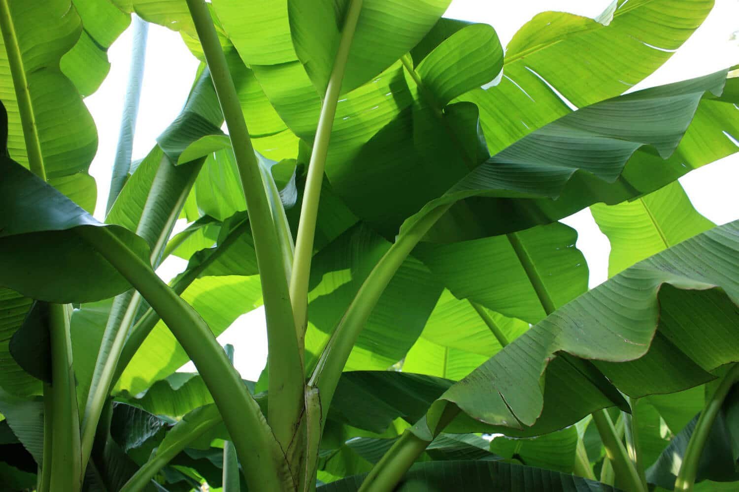 Bananenplant verpotten