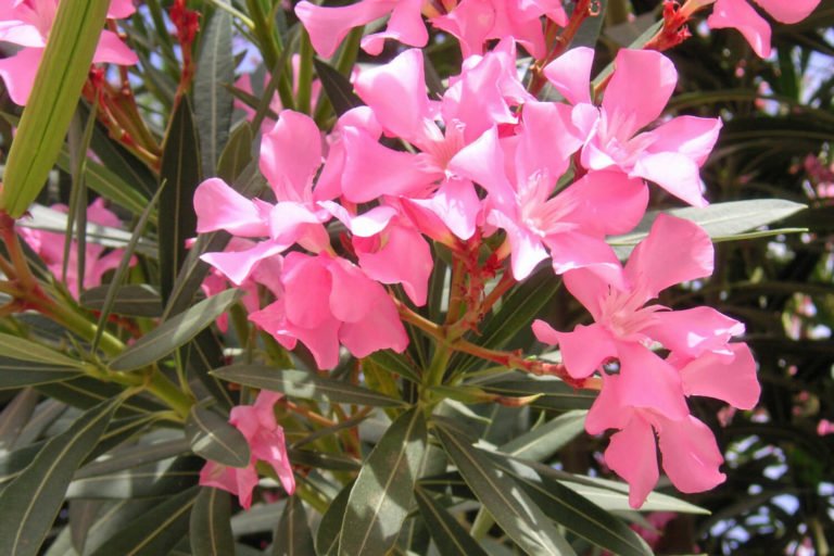 Oleander Snoeien Met Deze Tips Lukt Het Altijd Mijnplant