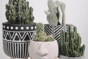 cactus soorten