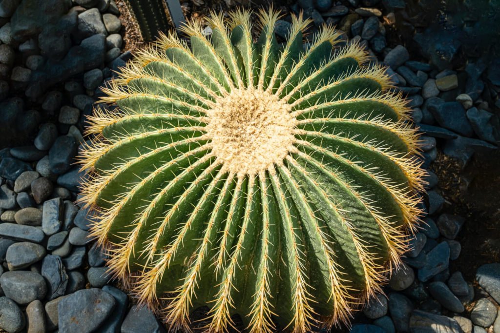 cactus soorten Echinocactus