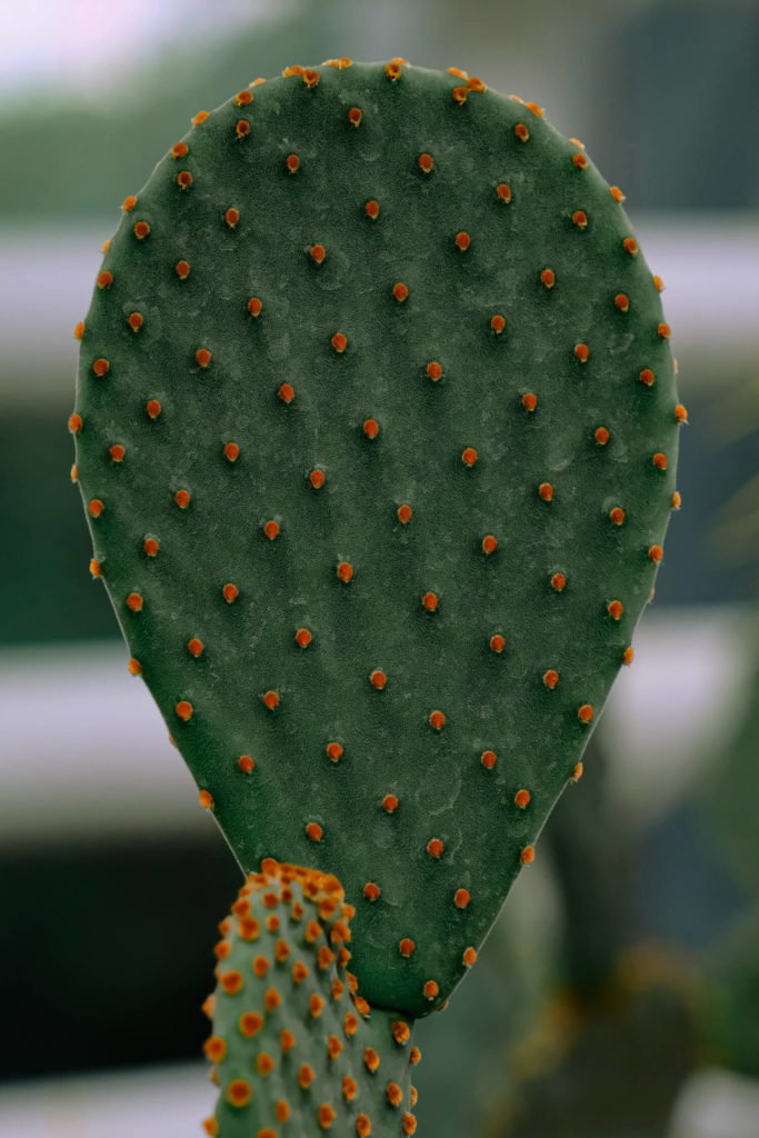cactus soorten Opuntia