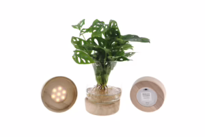 Hydroponie met licht