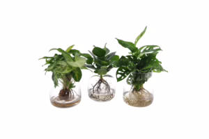 Hydroponie planten
