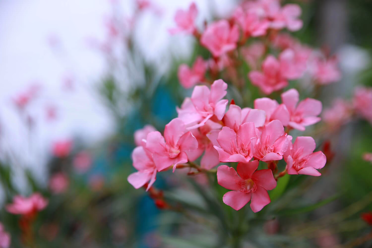 oleander