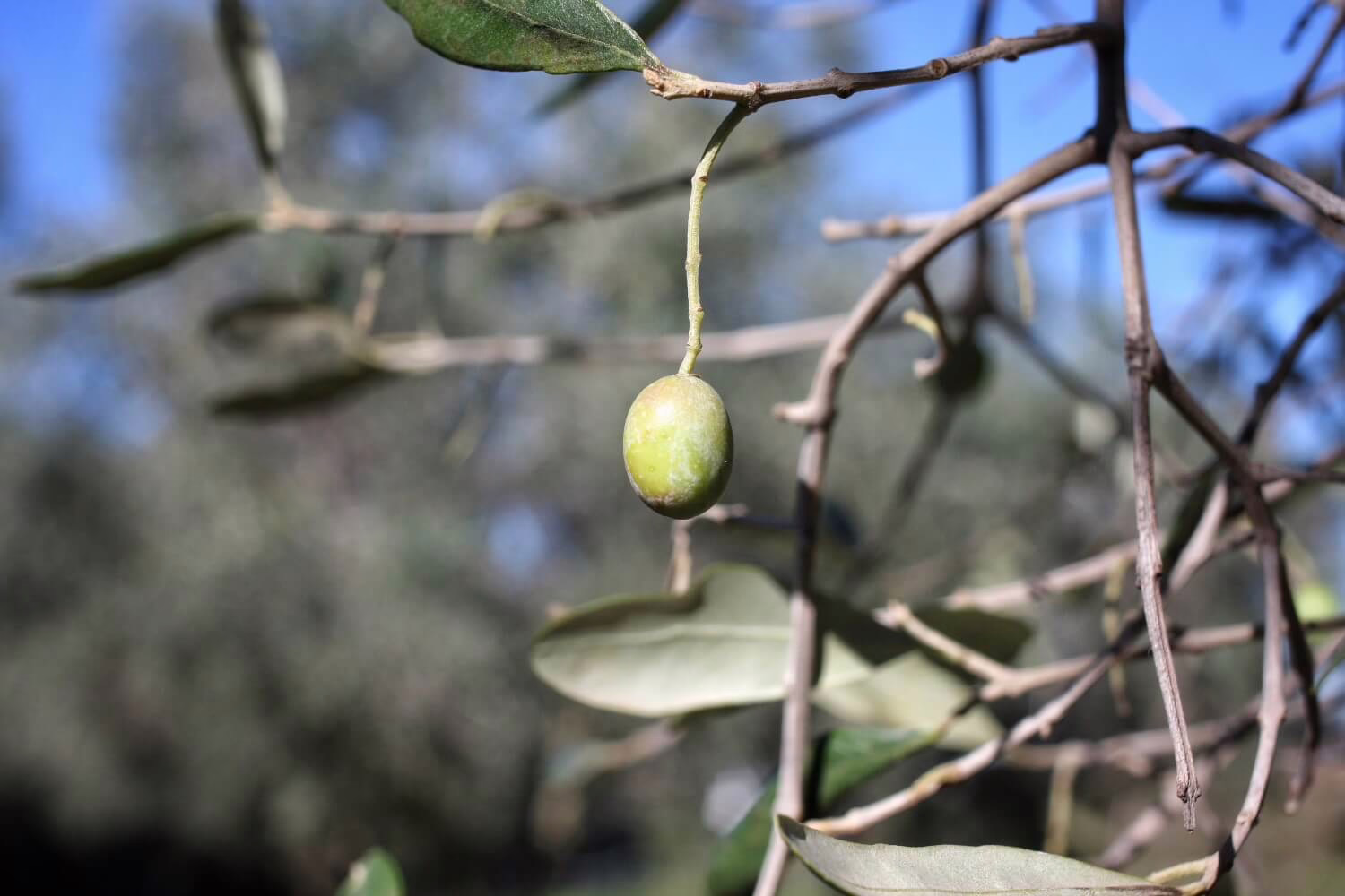 Bladverlies Olijfboom