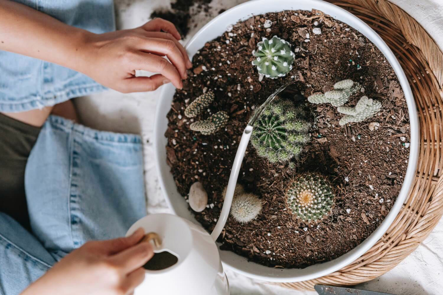 cactus water geven