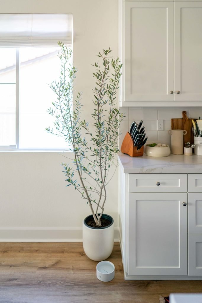 Olivenbaum als Zimmerpflanze