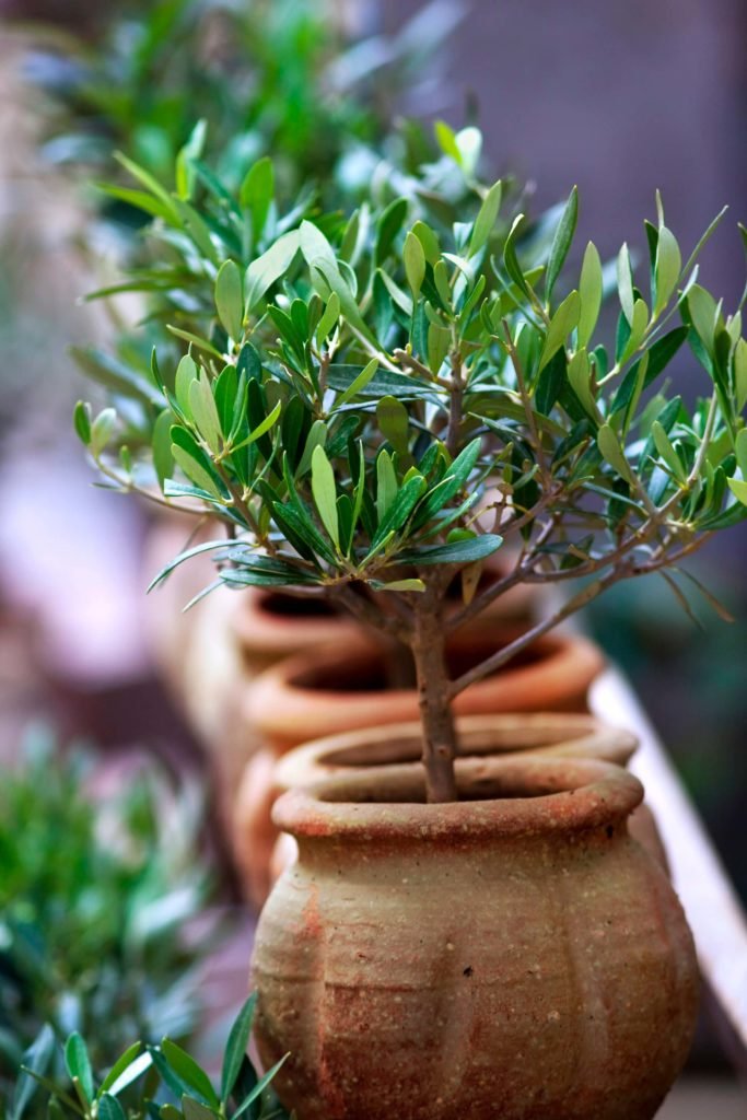 olijfboom in pot planten