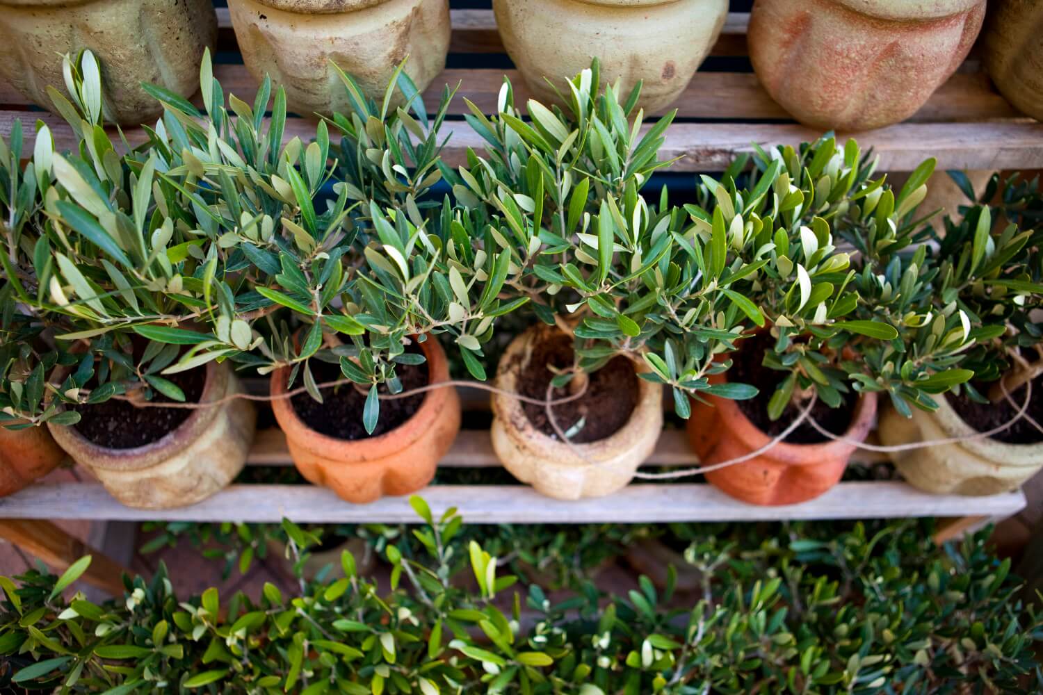 Olijfboom in pot MijnPlant