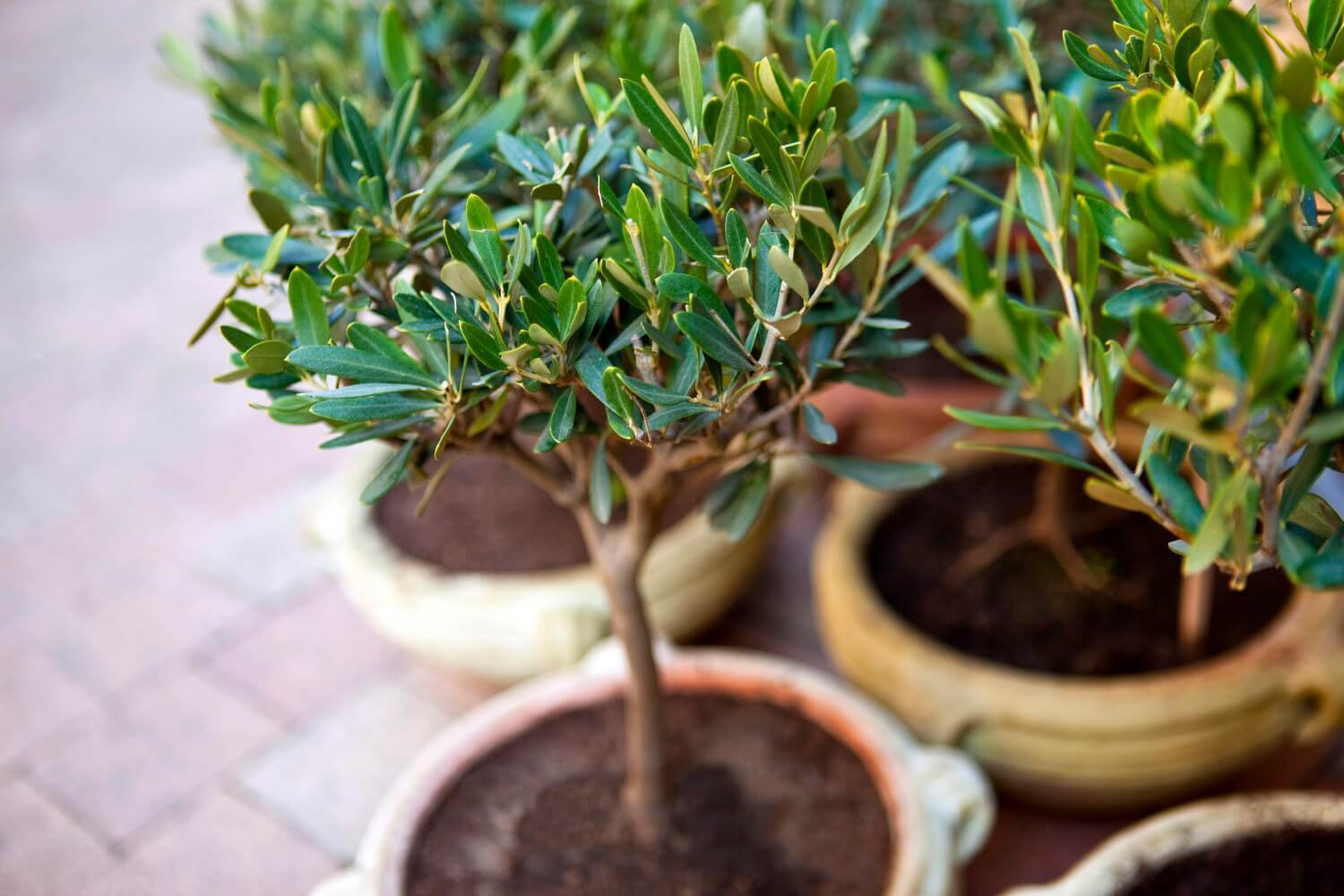 olijfboom in pot
