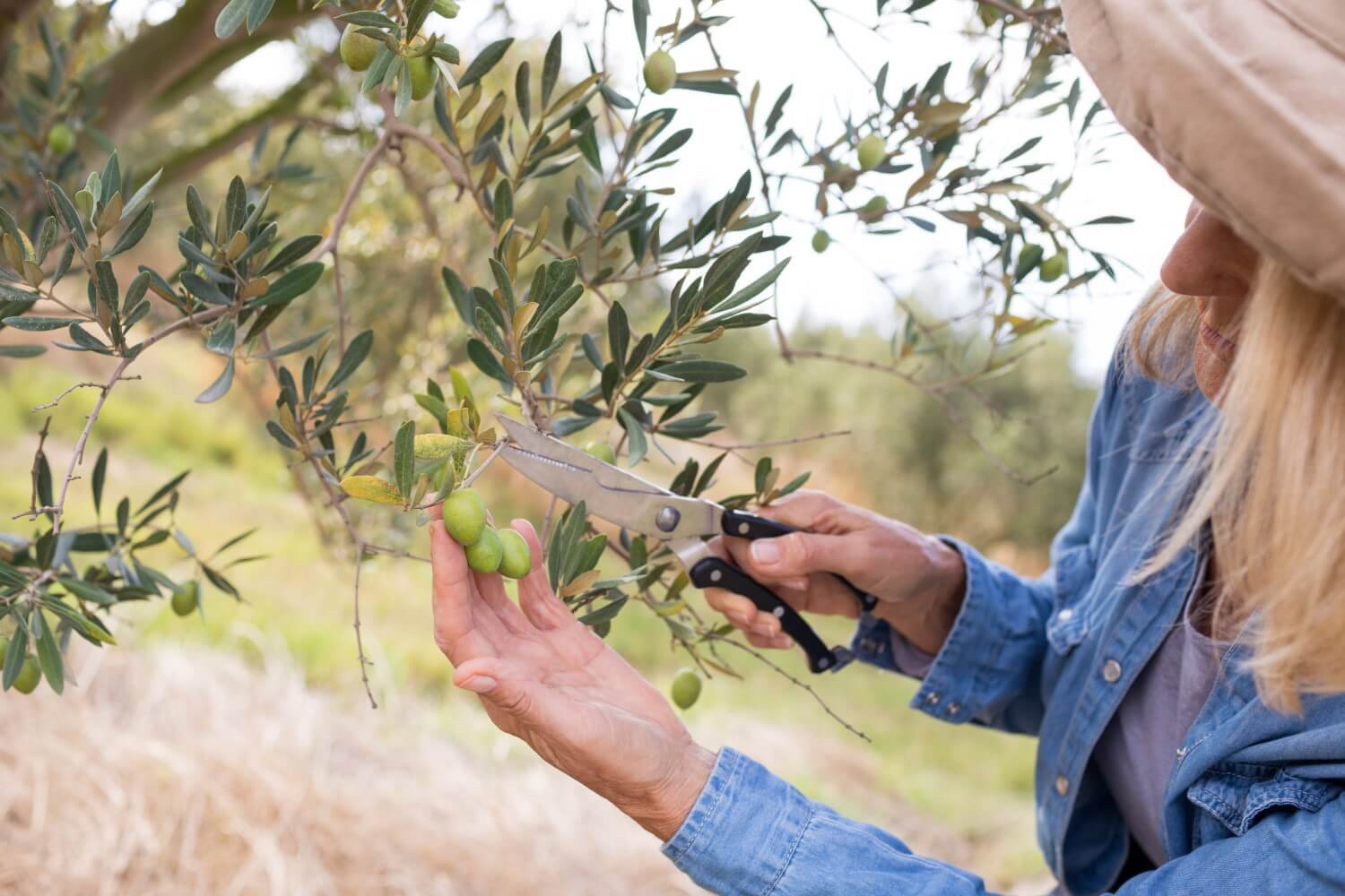 olijfboom snoeien