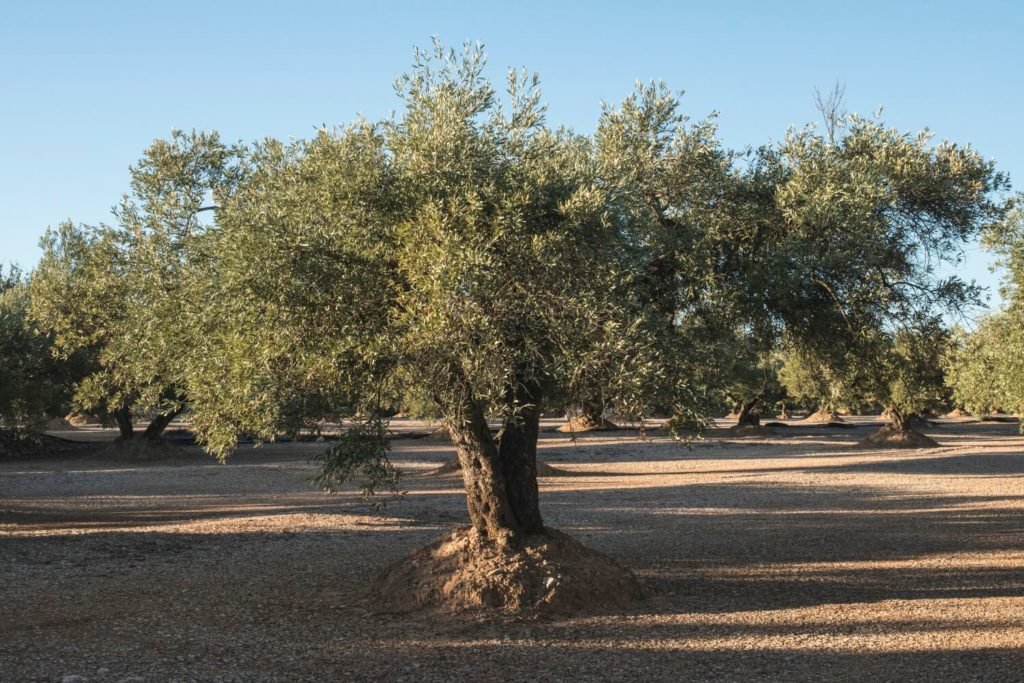 olijfboom soorten