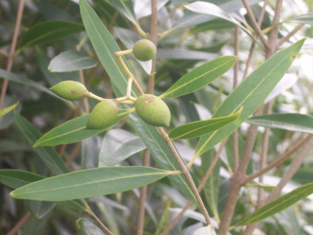 olijfboom soorten Olea lancea