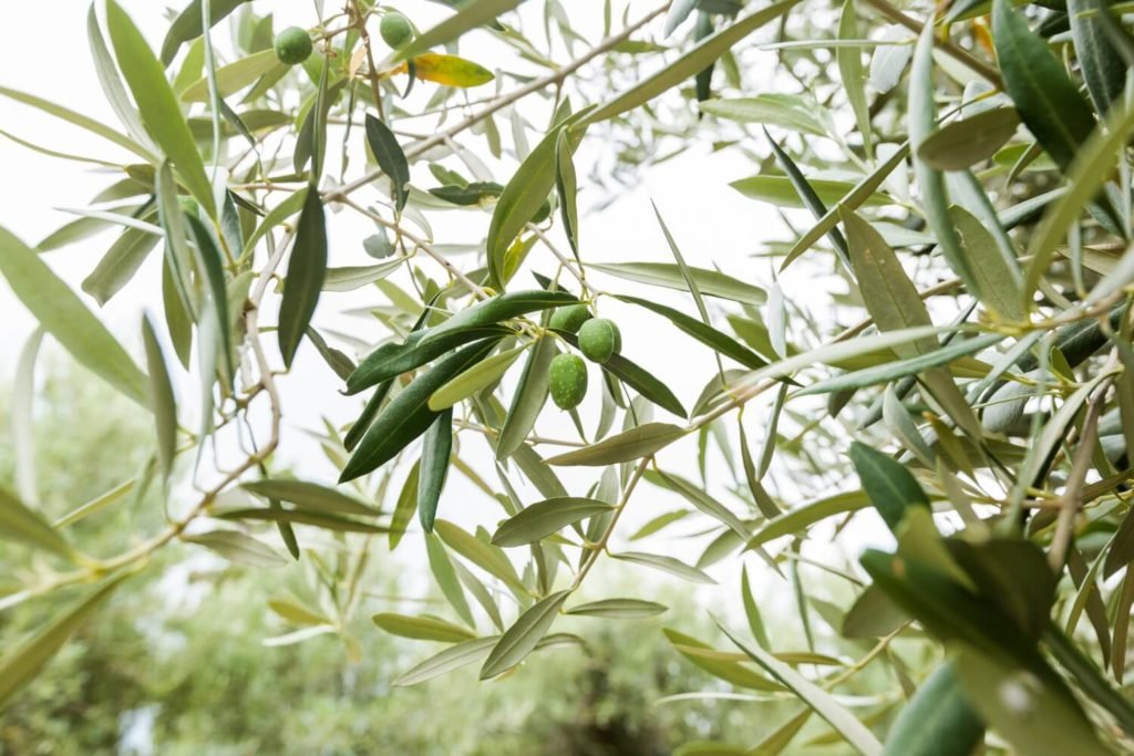 Olivenbaum pflege