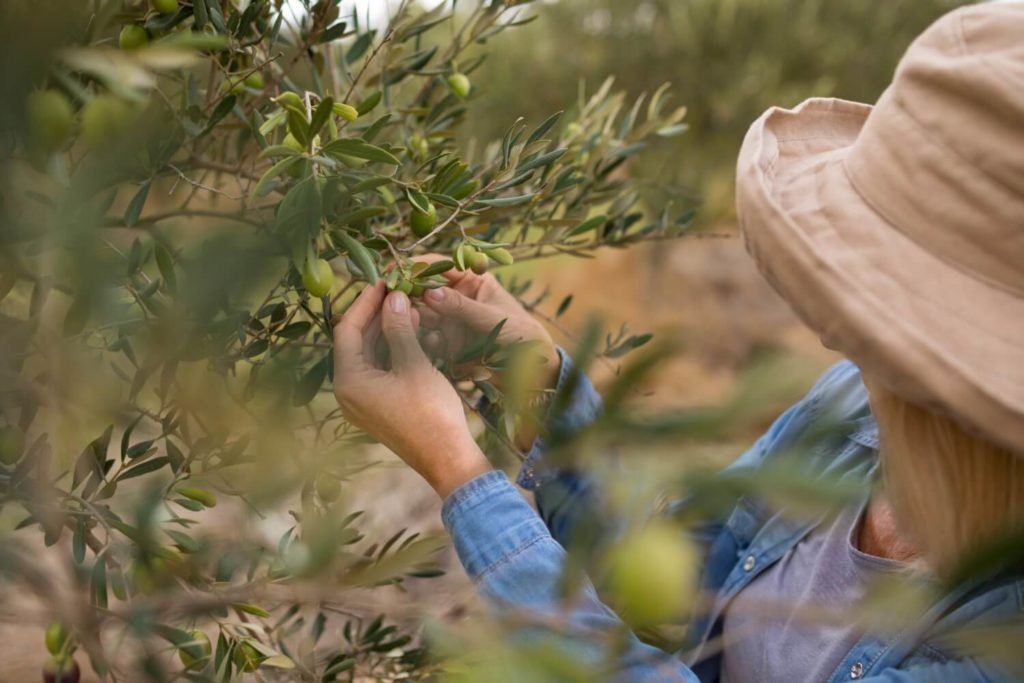 Olivenbaumfütterung
