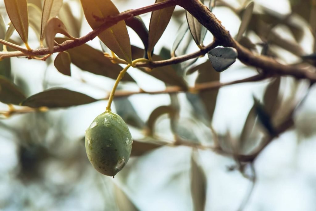 Olivenbaum gießen
