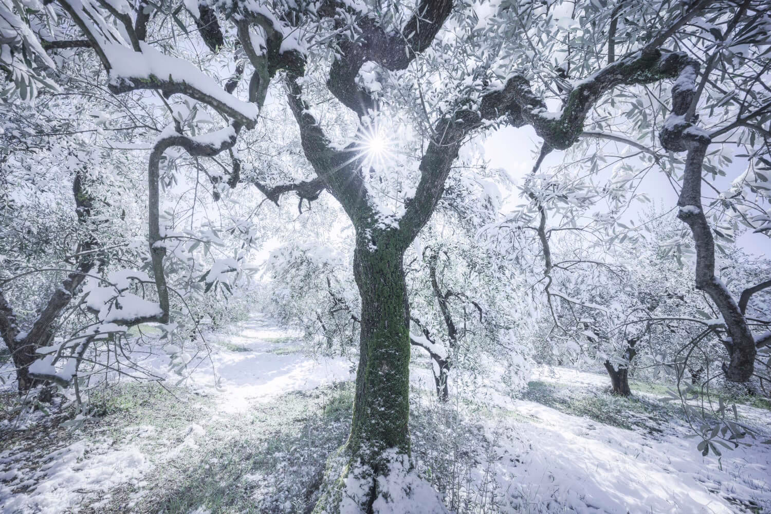 olijfboom winter