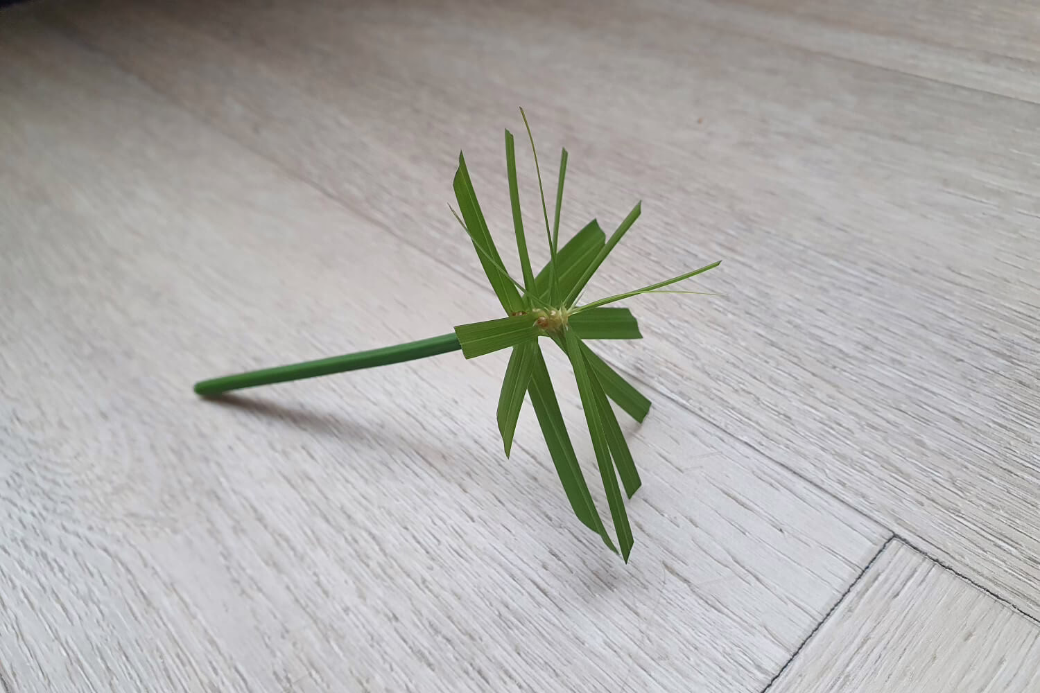 parapluplant stekken