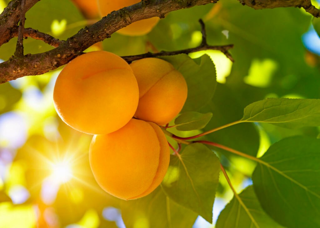 Abrikozenboom met fruit dat in de tuin groeit