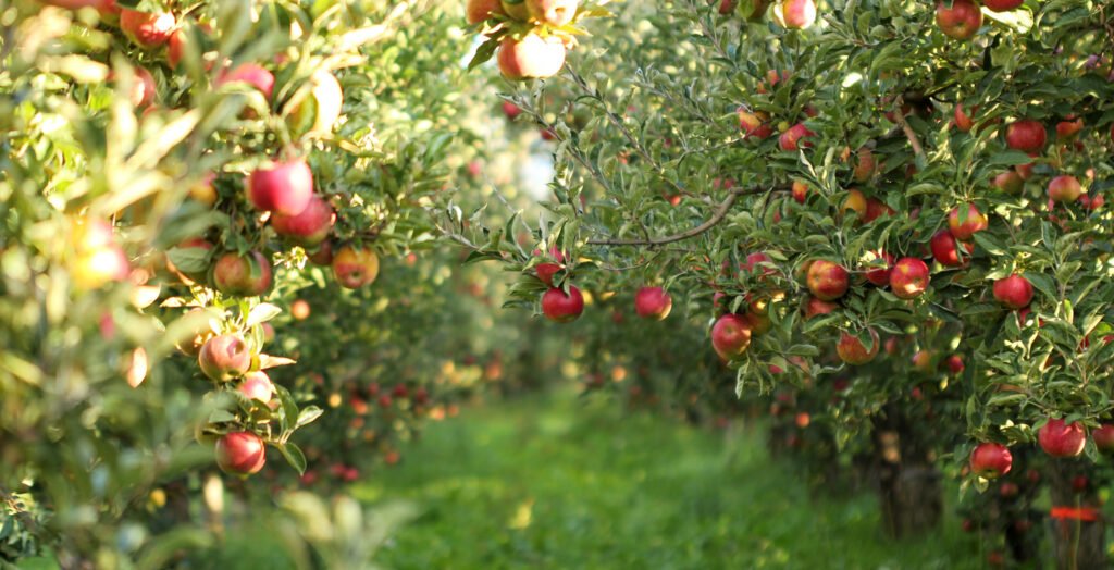 foto van rijpe appels in de boomgaard, klaar voor de oogst, ochtendopname