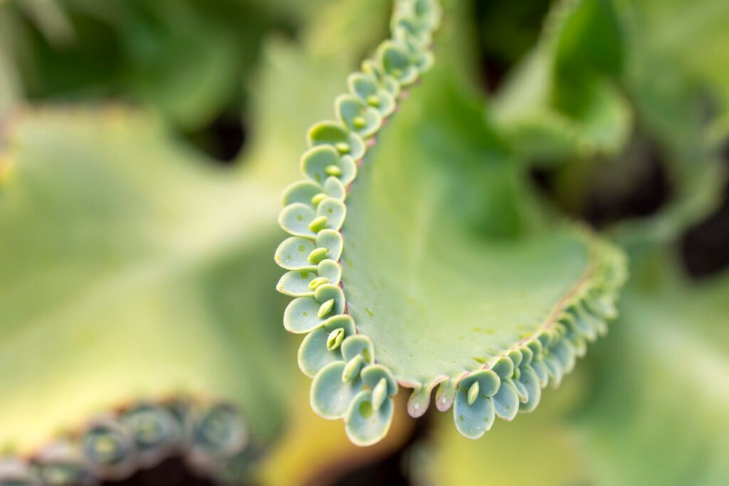 Vetplant, wetenschappelijke naam; Kalanchoë daigremontiana