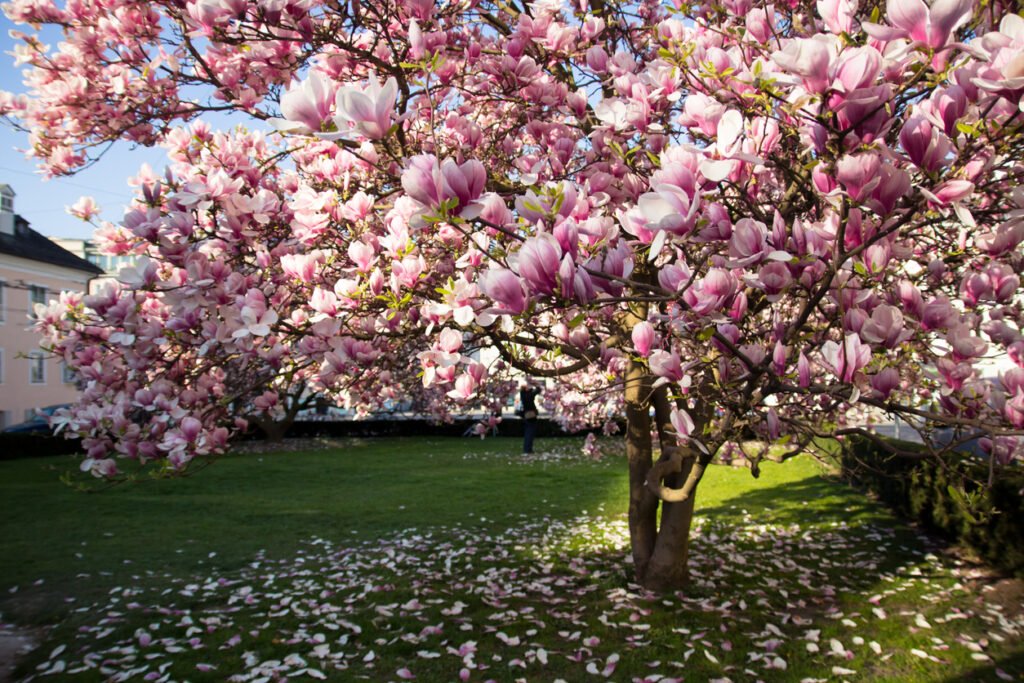 Bloeiende magnoliaboom in het voorjaar.
