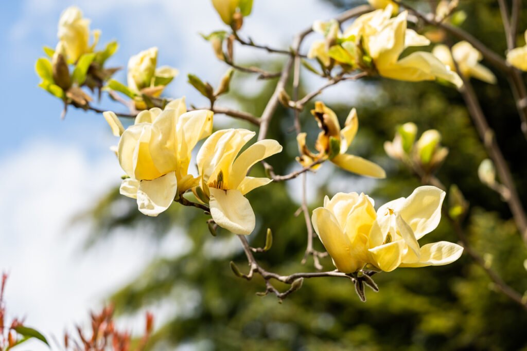 
De knoppen en delicate bloemen van Magnolia Yellow Bird komen in de lente tot leven en geven een prachtig geheel in een tuin