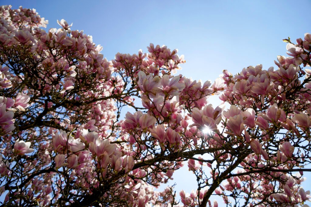 Magnoliaboom in bloei met roze bloemen tegen een blauwe lucht in de struik