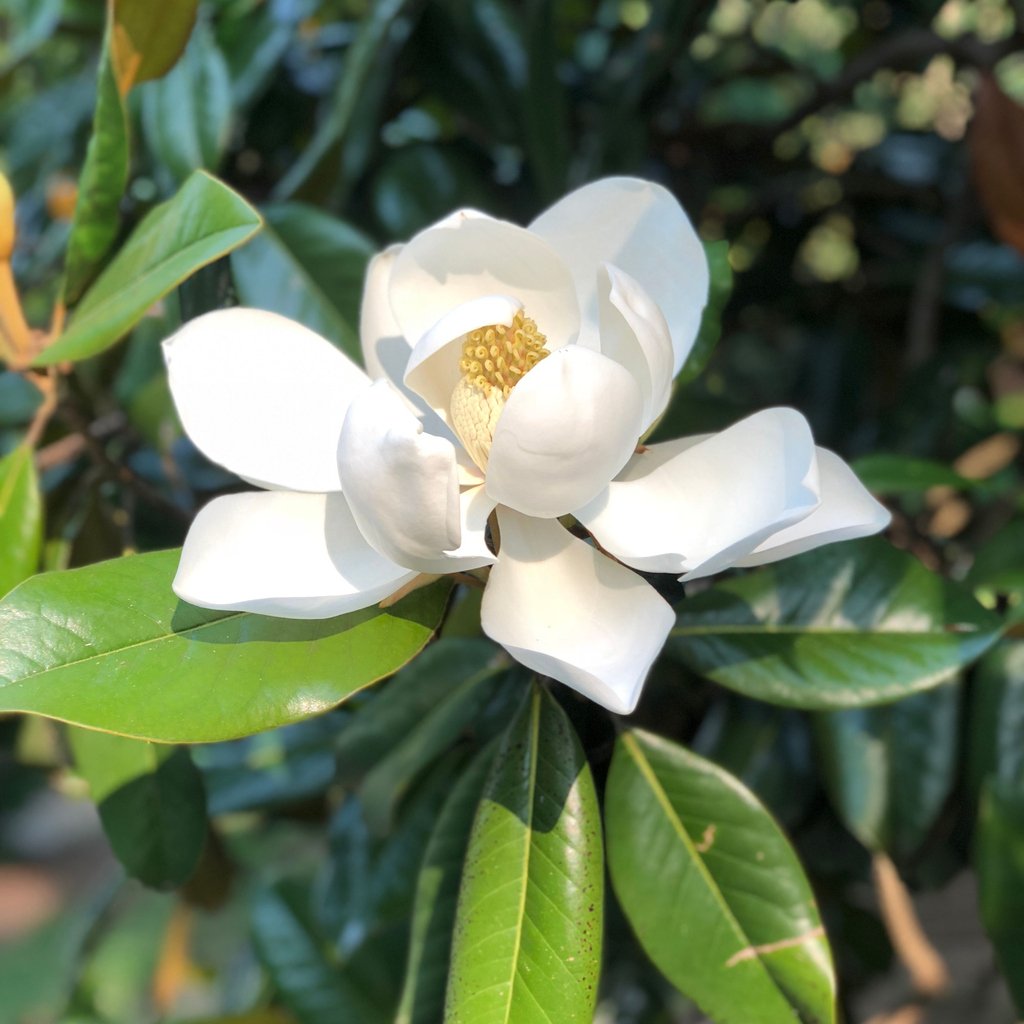 Een close-up van een witte magnoliabloem in de zon