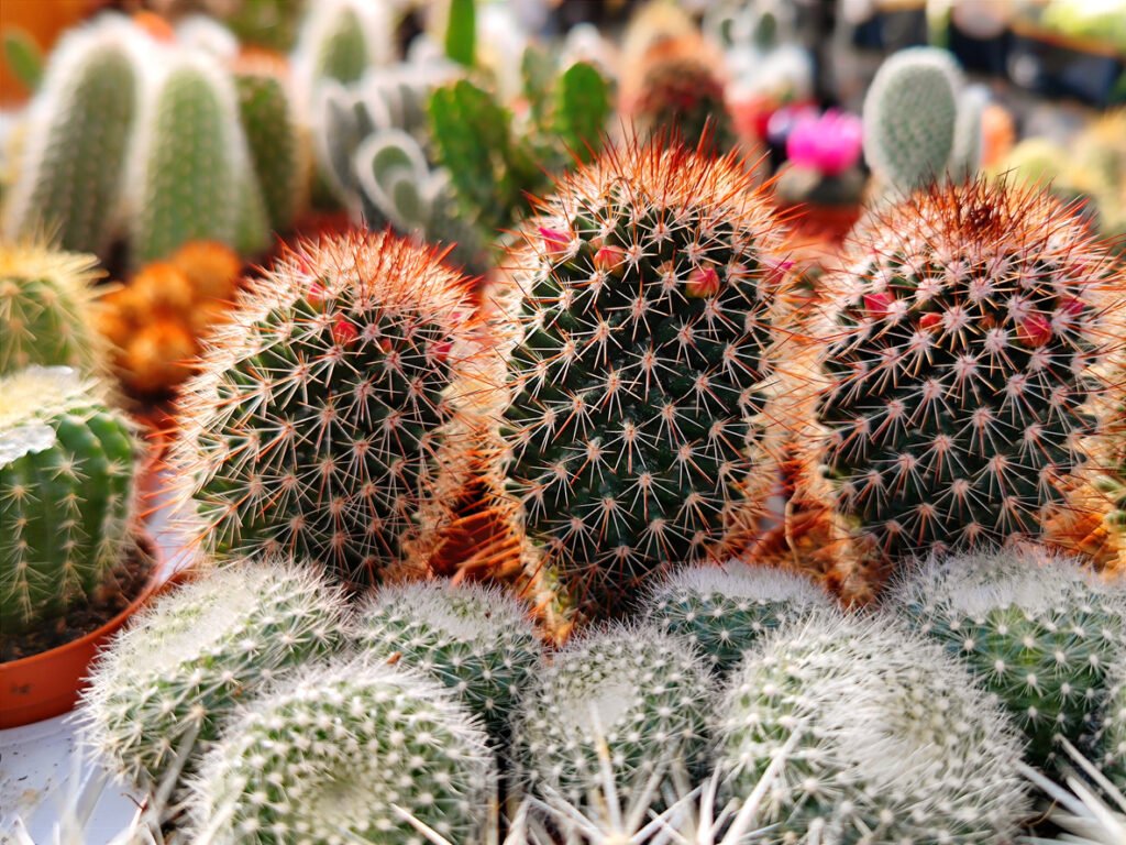 Gedetailleerde close-up opname van een rij kleine Red Headed Irishman cactusplanten die op een tafel staan ​​in een bloemen- en plantenwinkel in een tuincentrum. Er zijn geen personen of handelsmerken in de opname aanwezig.