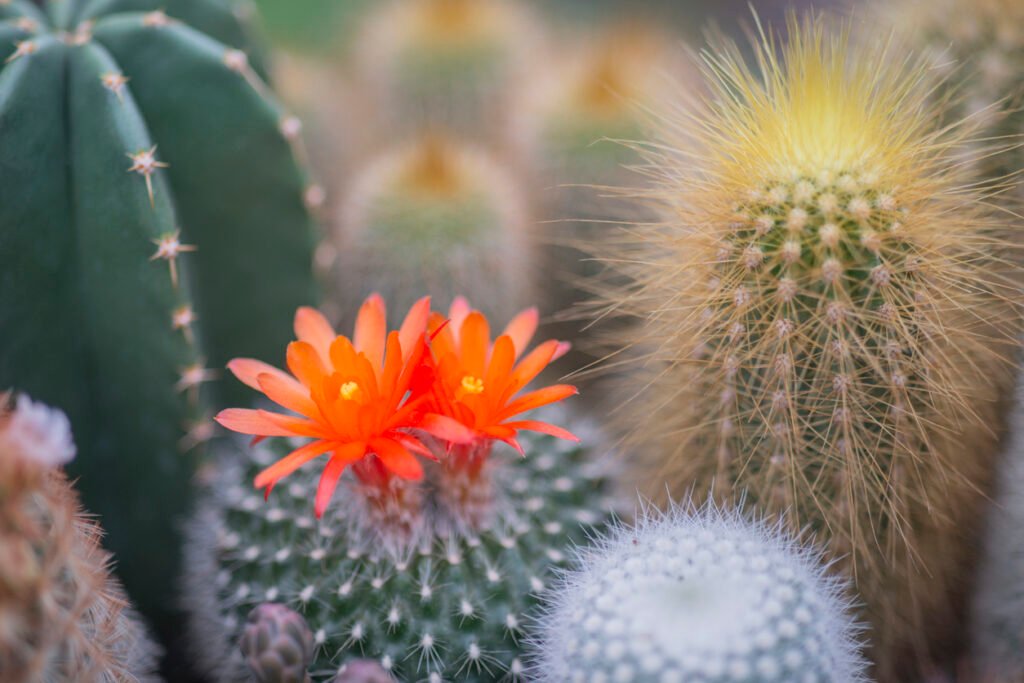 Cactusbloemen vetplanten droogtetolerante planten gele zomer