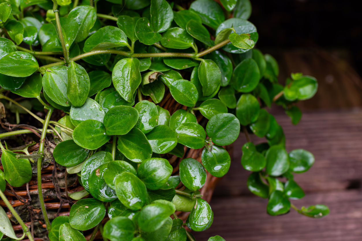 Foto van peperomia obtusifolia