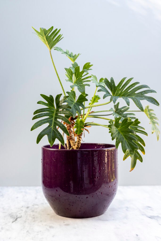 Vergelijking van een gezond Philodendron Xanadu blad en een door verkleuring aangetast blad