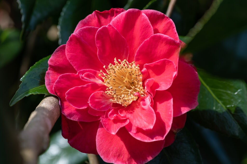 camellia japonica3