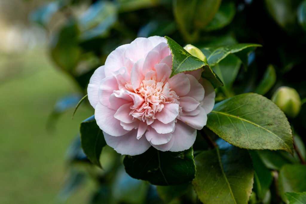 camellia japonica4