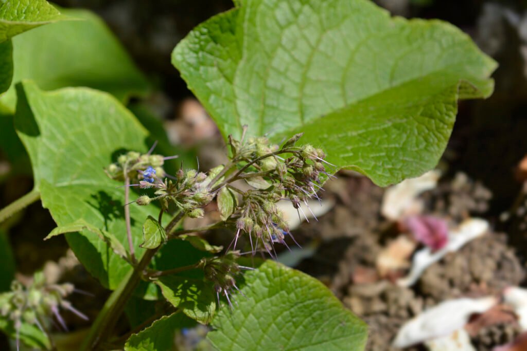 De trachystemon orientalis • MijnPlant