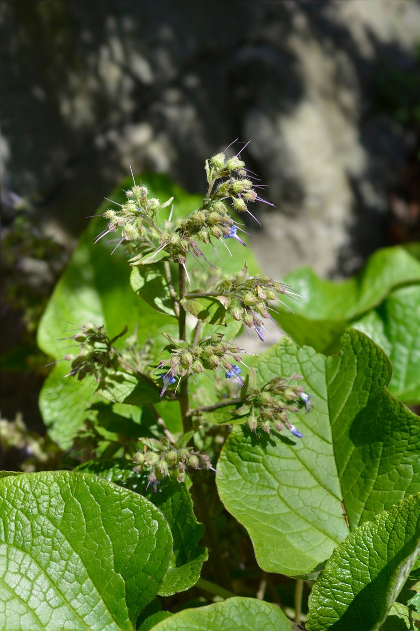 De trachystemon orientalis • MijnPlant