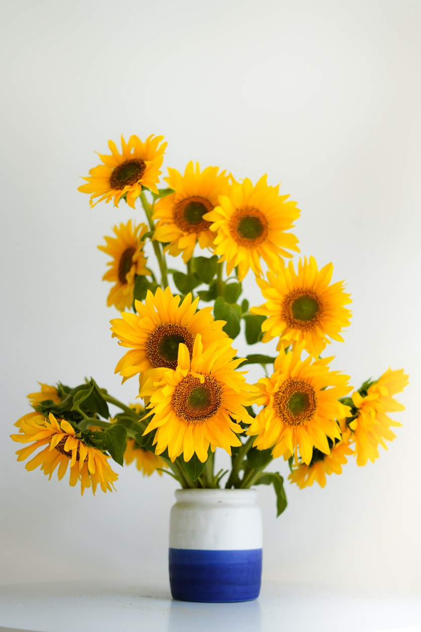 Zonnebloemen langs een oude zandweg - De Veluwenaar