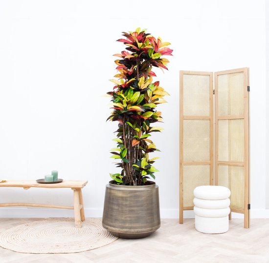 Codiaeum Petra - 180cm