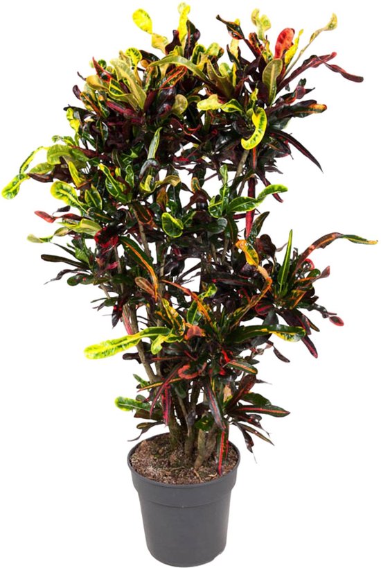 Krokodillentranenplant (Codiaeum Mammi) binnen | opvallende kamerplant kleurrijk - 120 cm hoog - ø31